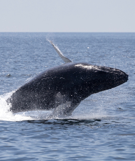Great expectation- Humpback Whale Sightings!