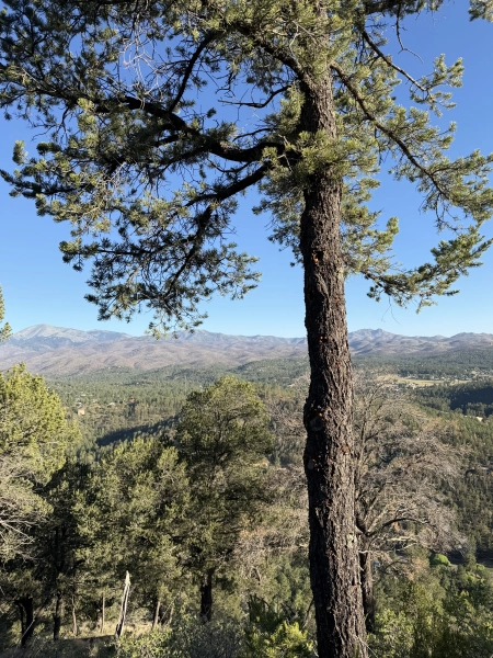 Mountain Tree Overlooking the Valley